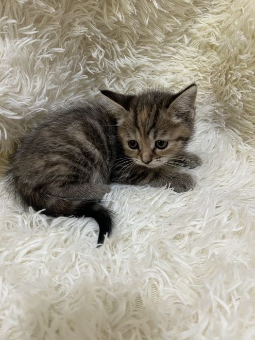 Котята шотлаские