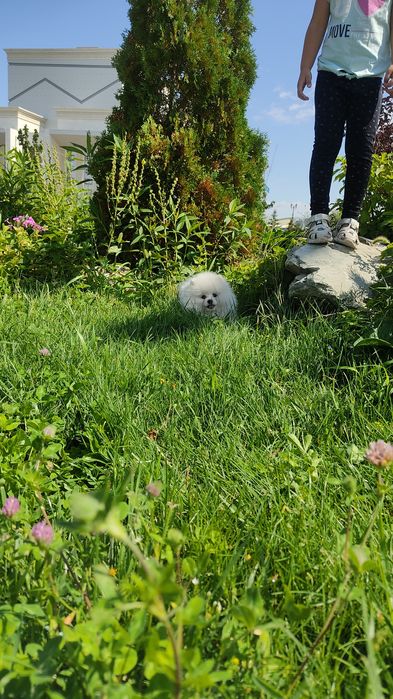 Белоснежные шпицы