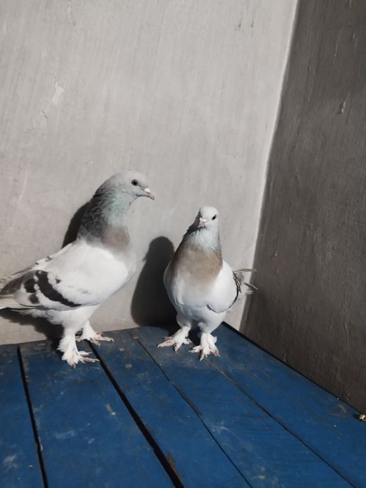 Продается такла пара