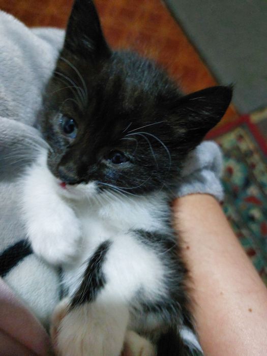 2 oylik mushukchalar yaxshi mehribon qollarga beriladi