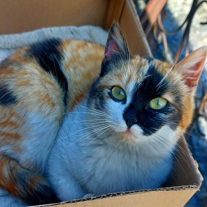 Волшебная красавица в добрые руки!