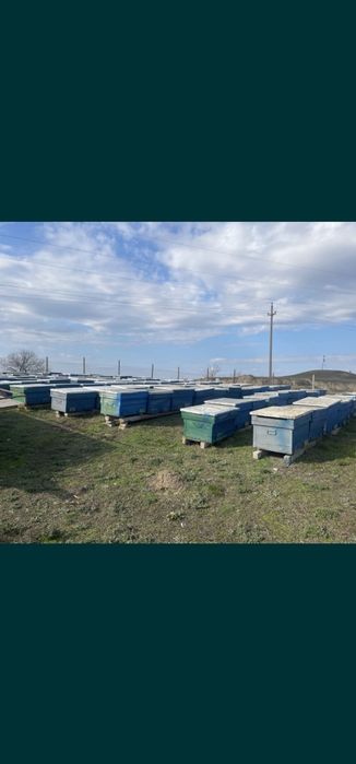 Stupi 18 rame preț începând de la 35 lei