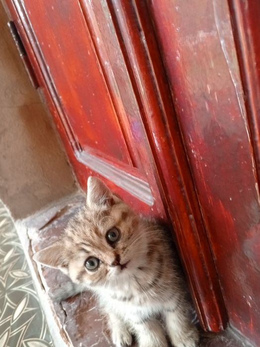 2oylik mushukchalar sotiladi