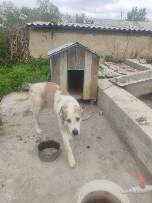 Алабай сатылады таразда