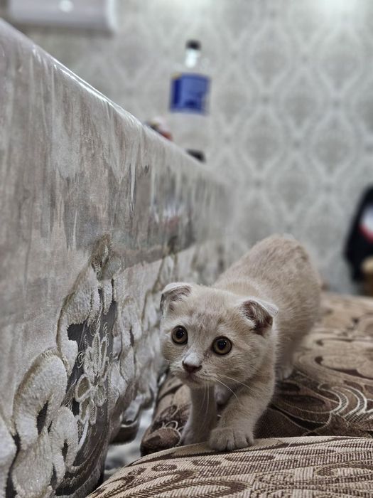 Scodish fold toza qon