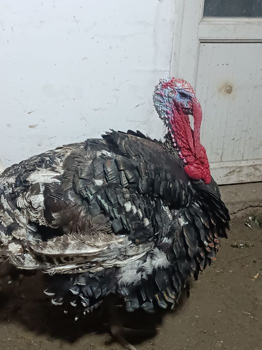 Индюк.     индюк