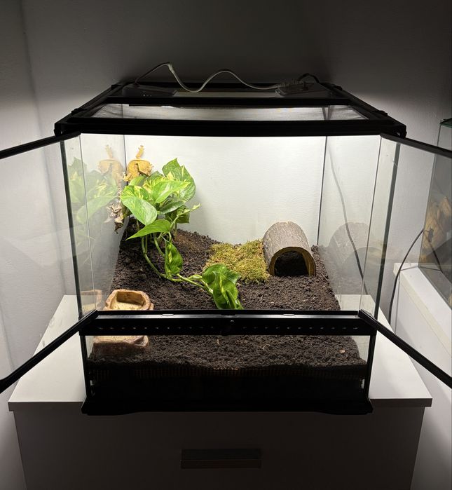 Vand pereche crested gecko cu terariu