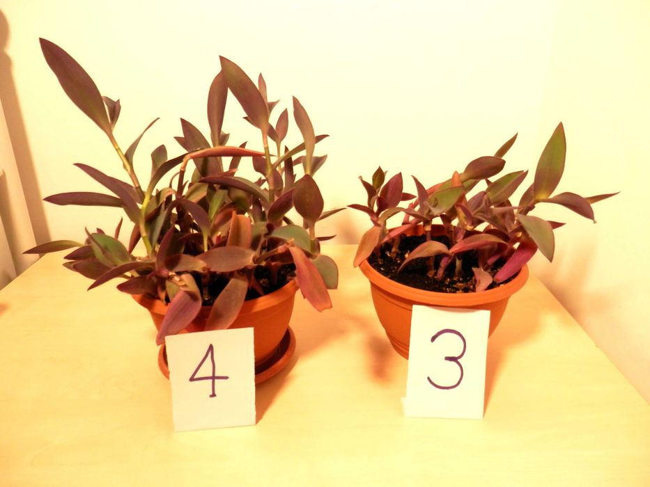 Planta ornamentala Tradescantia pallida Purpurea (Purple Heart)