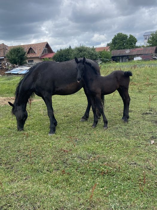 Manza frizian sport!