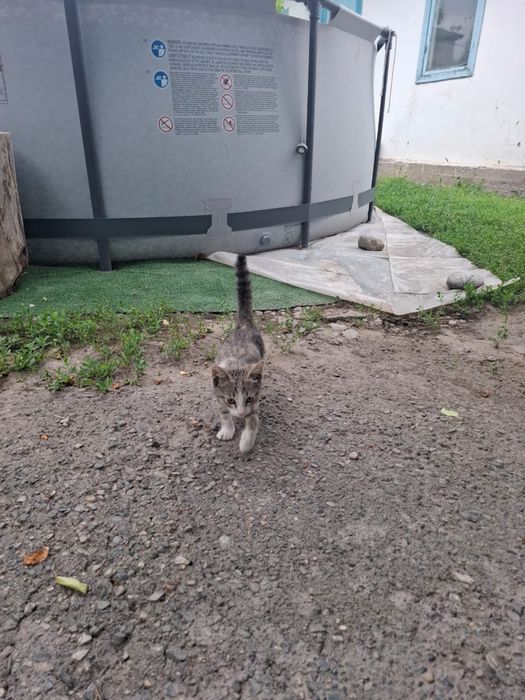 Отдам котенка в хорошие руки