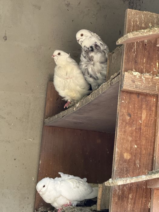 Продавам Гълъби различни