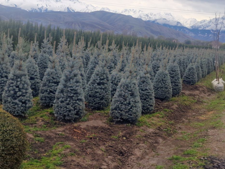 Ели голубые сосна можевельник