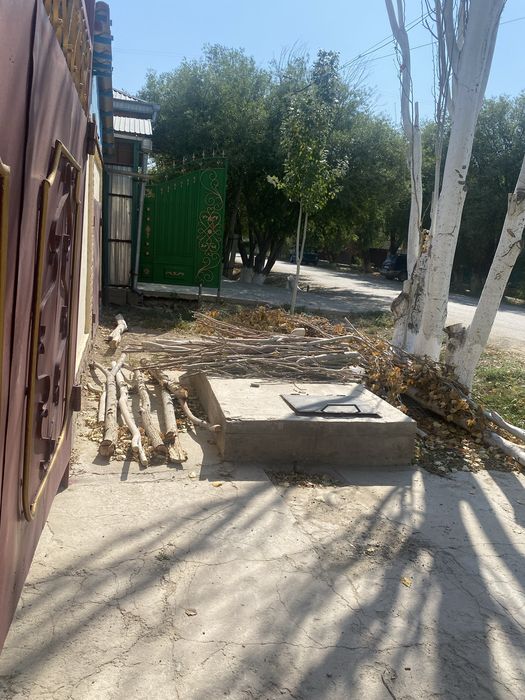 Талдық бұтақтары. Өздеріңіз алып кетесіздер. ТЕГІН