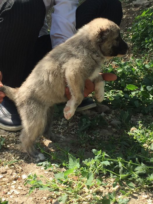 Alabay bolalari sotiladi