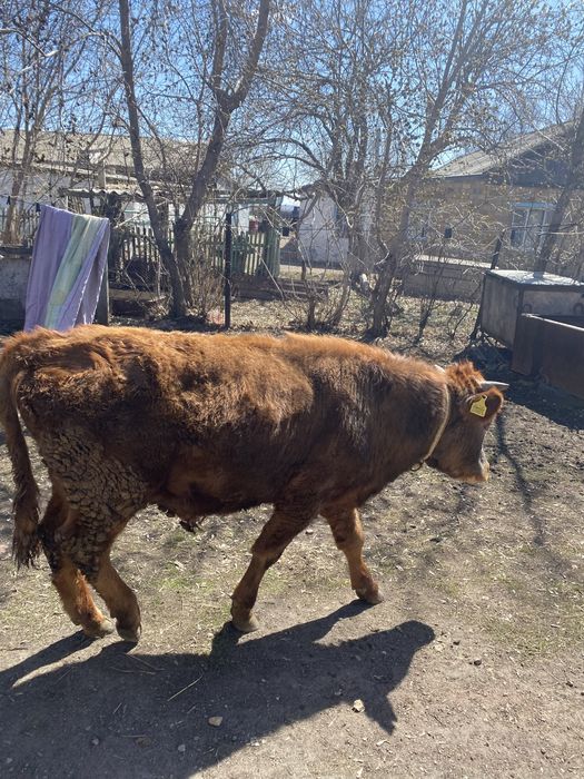 Теленок и бык продаже