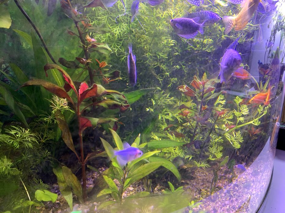 Plante acvariu pachet generos