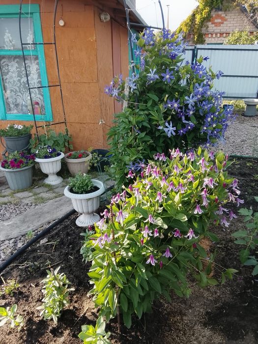 Продам дачу в Новопавловке