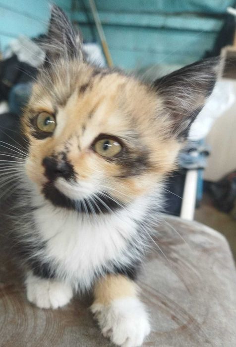 Котята ищут дом.