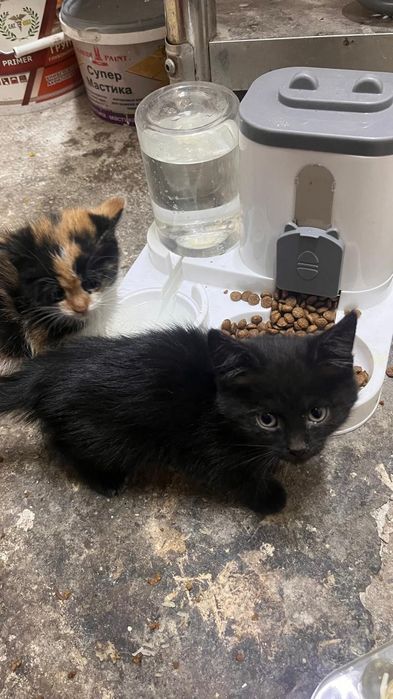 Котята бесплатно
