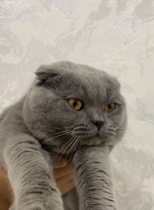 Justin Bieber soriladi