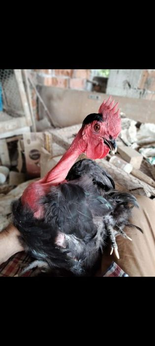 Vând  pereche gaini Gât golaș de Transilvania