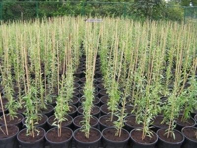 PRODUCATOR GOJI rosu/negru arbusti pe rod, puieti, seminte, plante