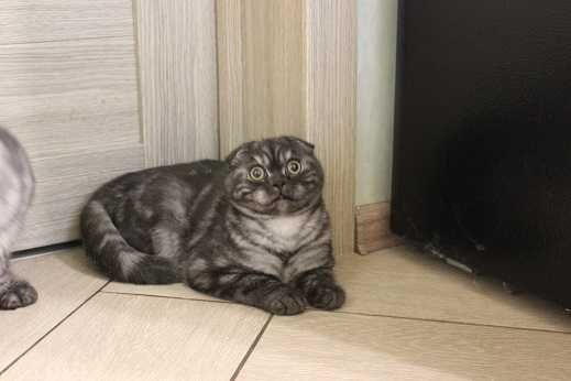 Вислоухий мальчик вместе с братом