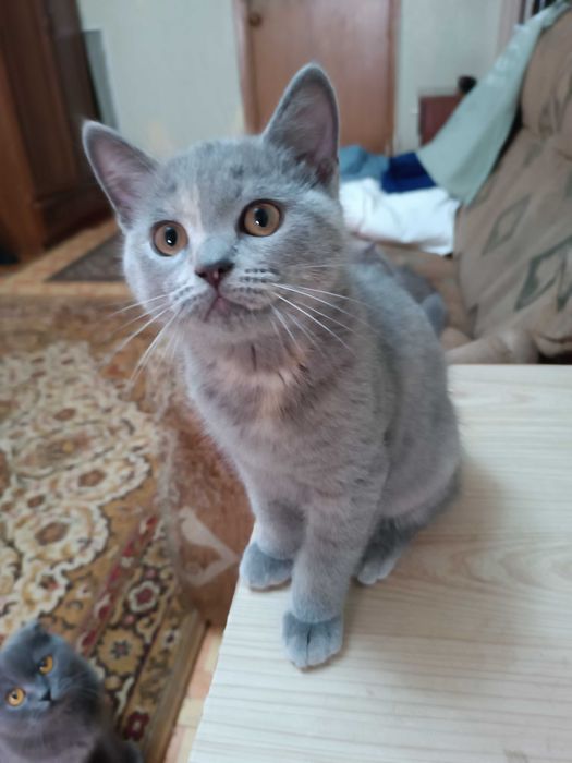 Вислоухие котята