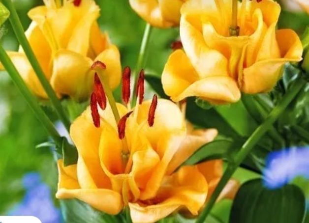 Продам Азиатскую лилию