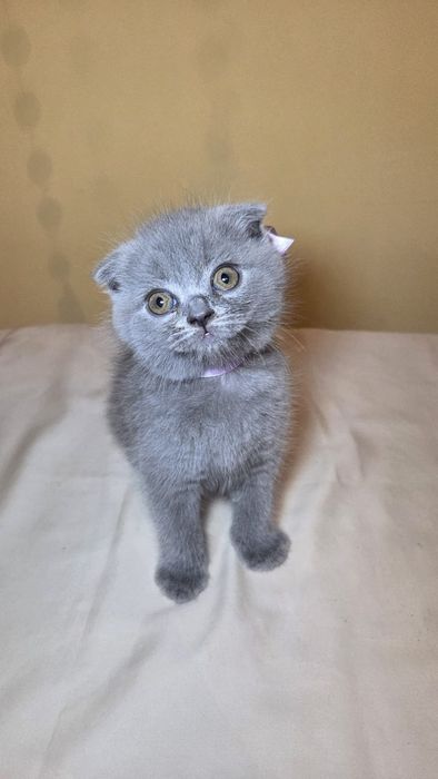 Puiuți Scottish Fold/Straight