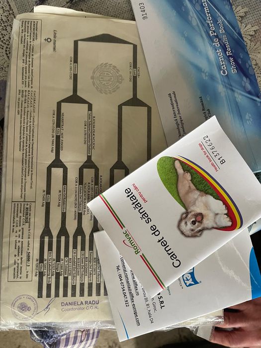 Mascul Dog Argentinian/Pedigree