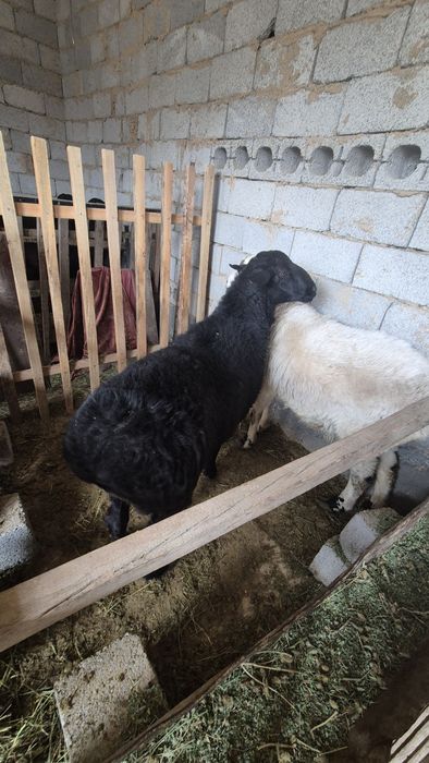 Қошқар сатылады семіз