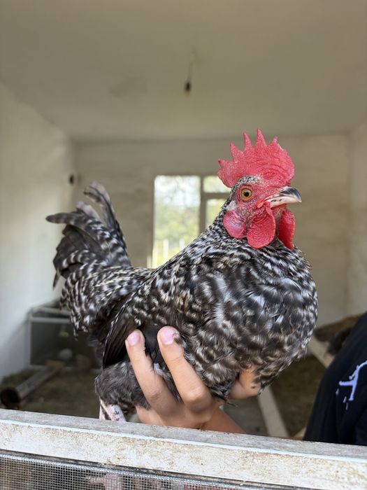 Cocos de rasa pitica
