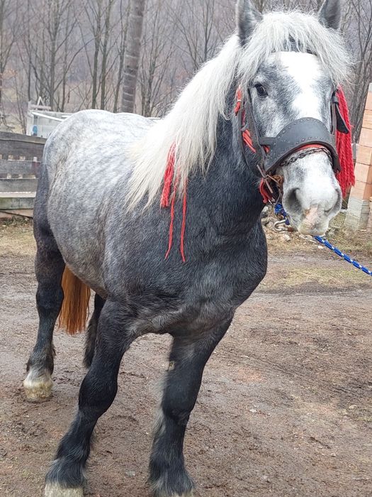 De vânzare Mânz de 2 ani Linia Miuțescu