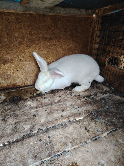 Vând iepuri  uriași de Transilvania și uriași germani