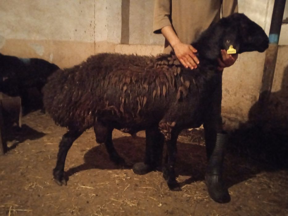 Qoylar sotiladi marosim va hayit ayyomiga zor qoylar bor