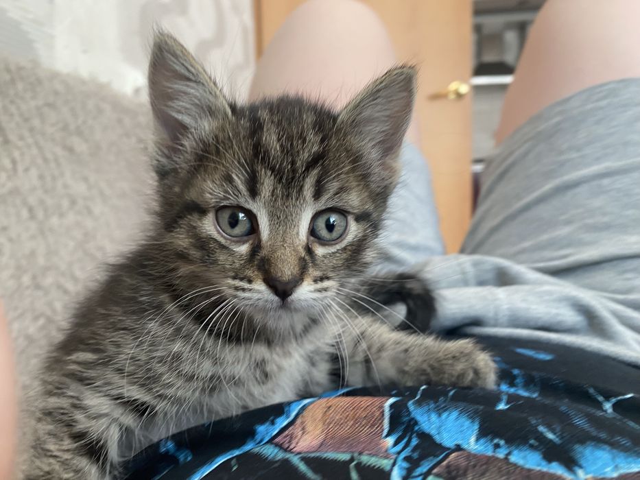 Отдам котят хорошие руки