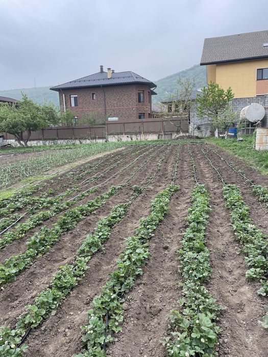 Рассада Клубника «Черный Принц»