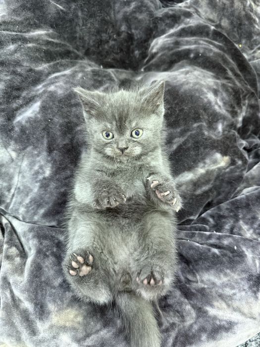 Pui British şi Scotish