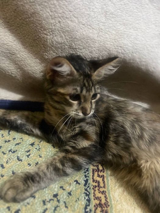 Отдадим милую котенку