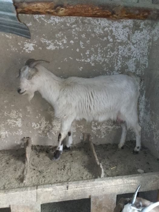 Заненский теке. Ешкилер сатылады