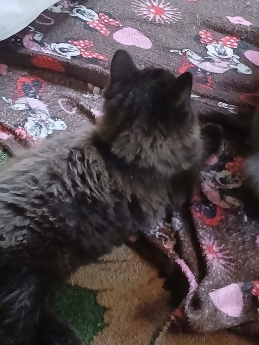 Отдаём котят в хорошие руки.