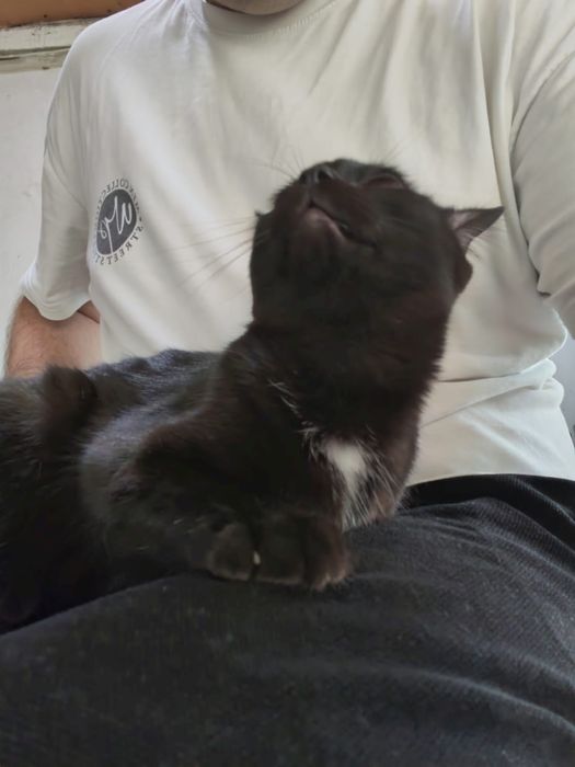 Котенок, чёрненький