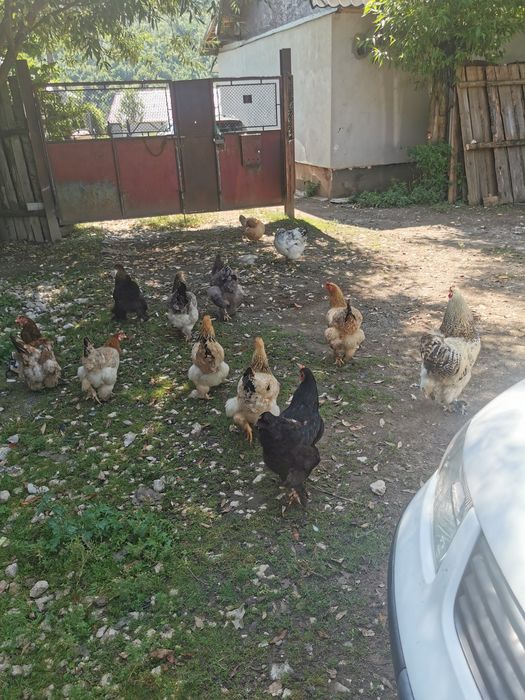 Găini de vânzare