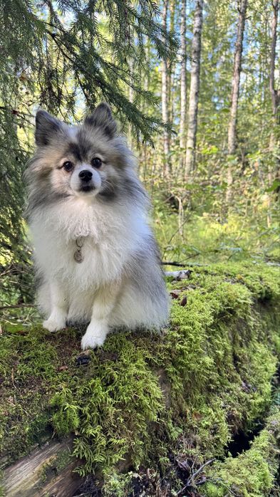 Собака модель для съемок