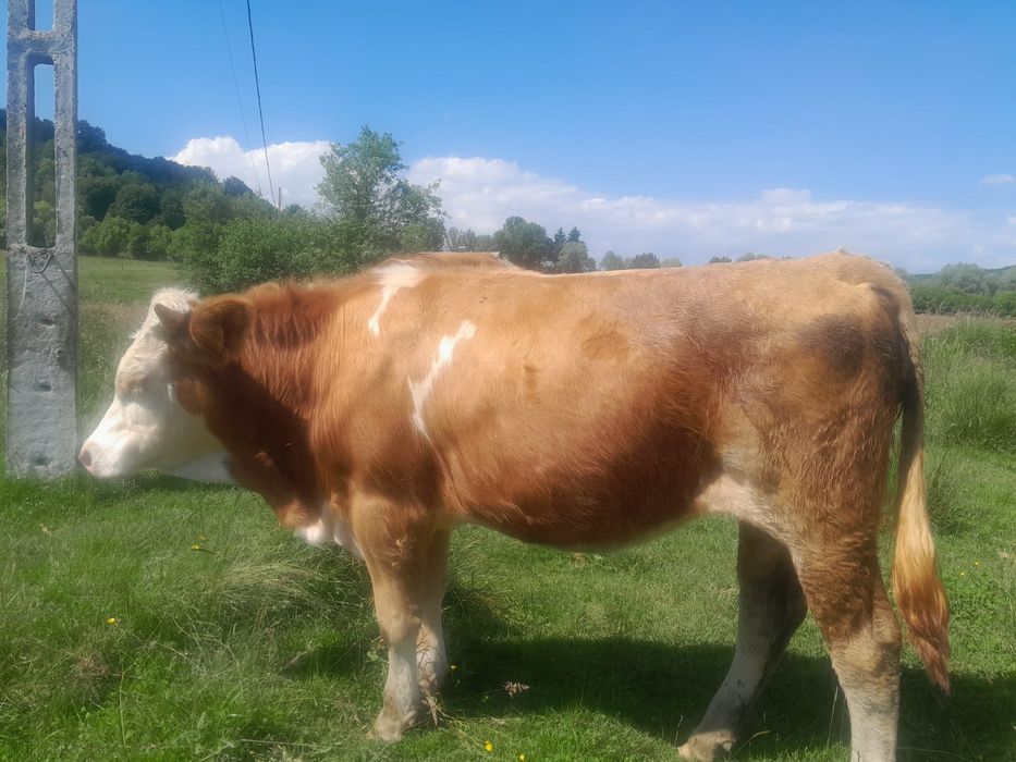 Juninci de vanzare