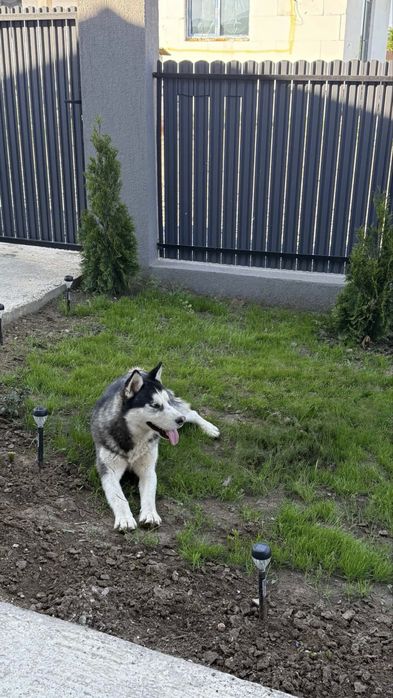 Husky spre donatie