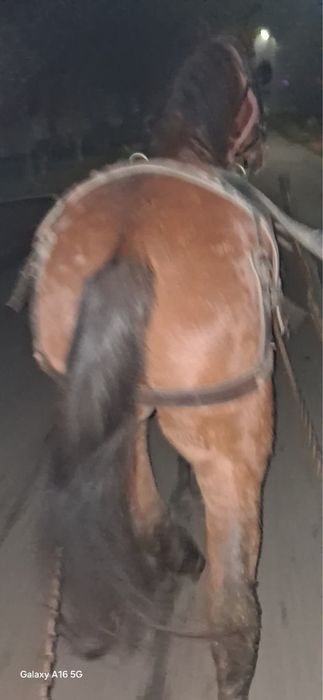 Vand cal castrat de 8 ani