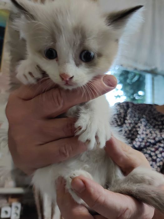 умненькие котята