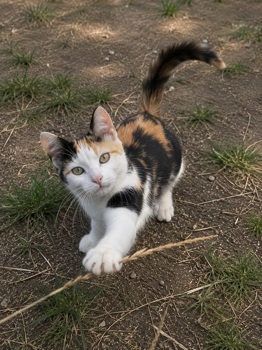 Котята в дом или квартиру